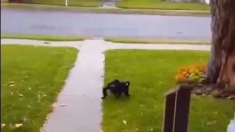 Someone bought this costume for their dog and let him loose