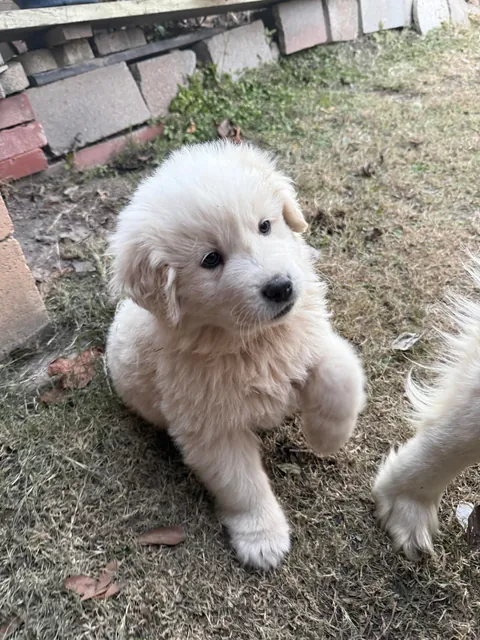 New addition to the Great Pyrenees family :p