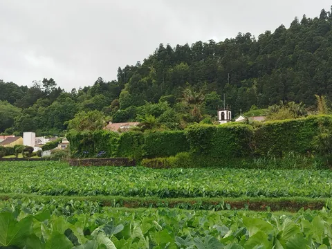 Some pictures of my time in the Azores in 2025