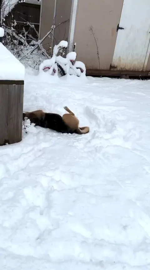 My baby German Shepard seeing snow for the first time!