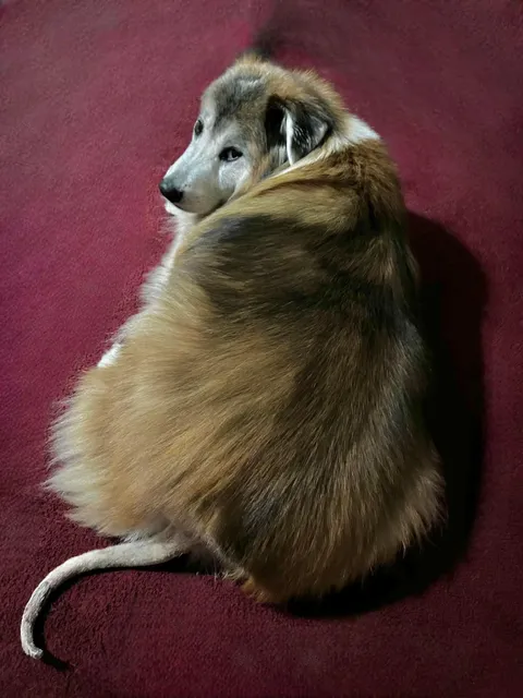 Good boi with shaved tail