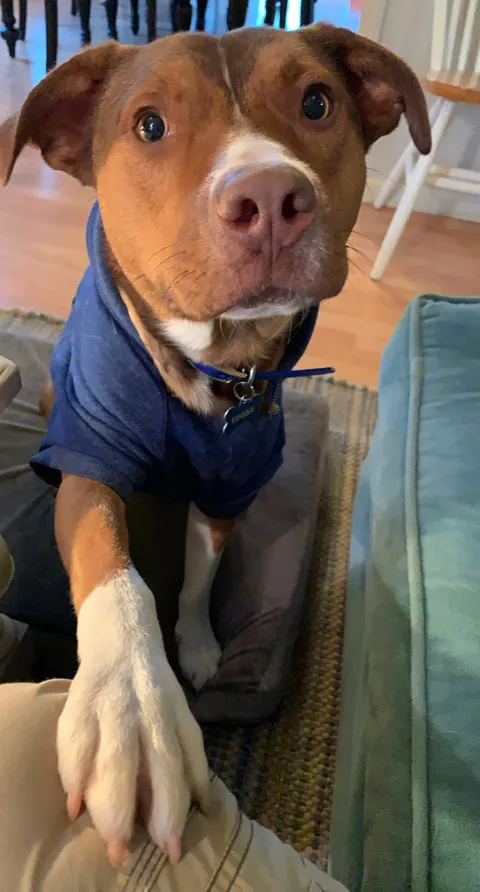 Logan will politely, yet firmly, request pets