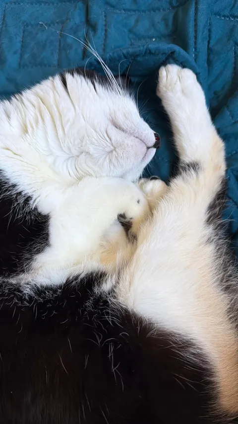 Final plea to help find Legacy, special needs cat, a home