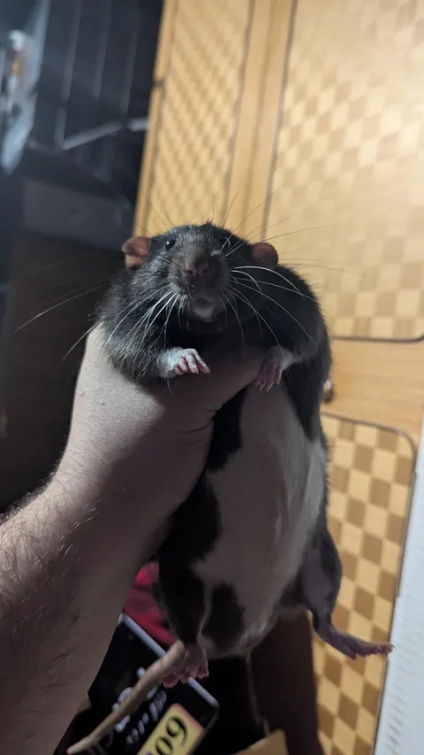 Ziggy stands accused of chewing the door frame and skirting board