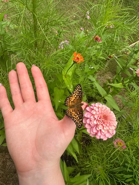 Accidental Butterfly Sanctuary