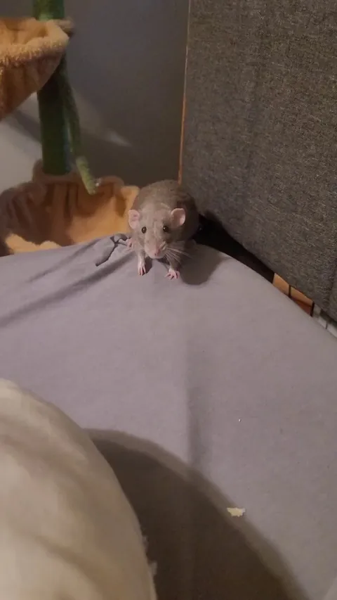 Hope asking for a quick snack before I go to bed