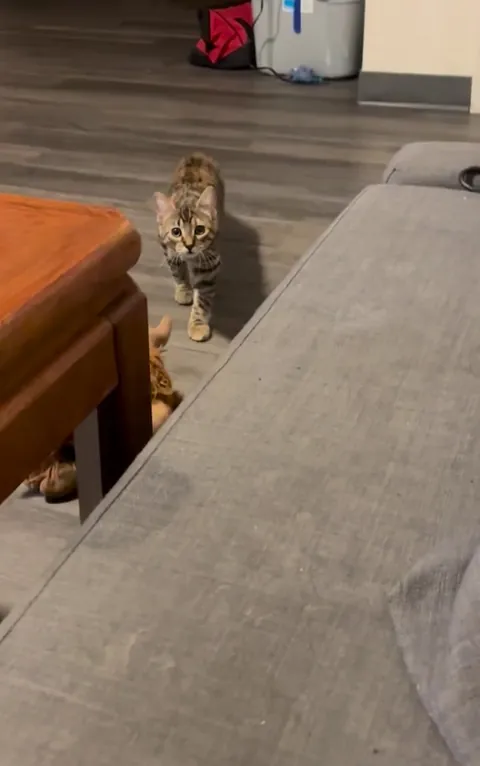 Why does my cat stalk towards me as though I am prey?