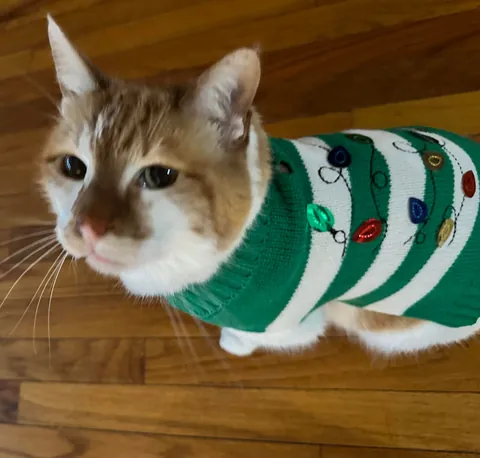Showing off my cat in his Christmas sweater! 🎄