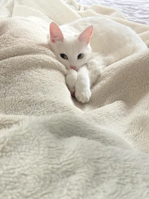 What should I do? I wanted to get up to go get food, but my cat came and lay on top of me and looks at me like that🥺