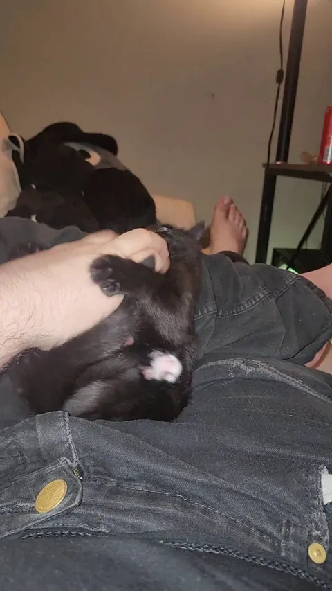 New cat owner here, I play with niko like this pretty much everyday. Should this be encouraged?