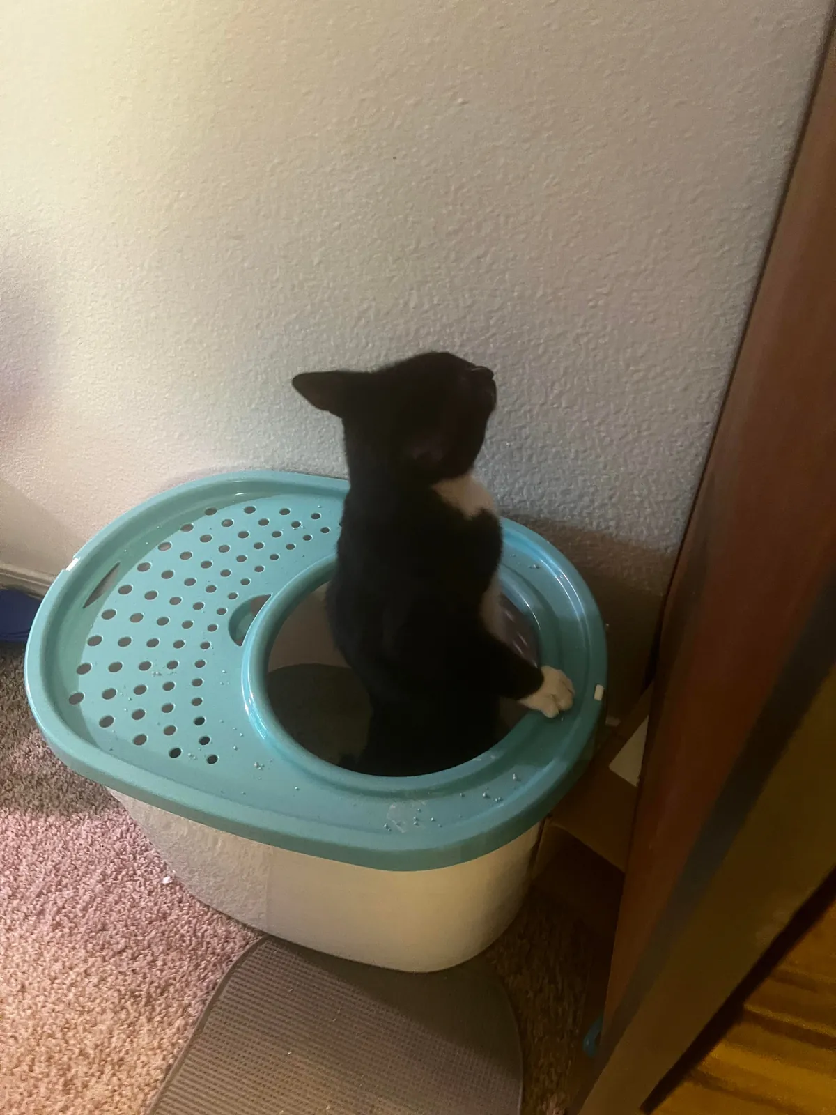 Show me the funniest pictures of your cats