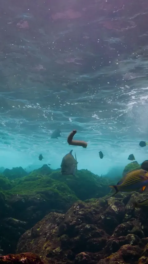 🔥 A venomous Chinese Sea Krait I filmed beneath the crashing waves of a remote volcano in the Banda Sea