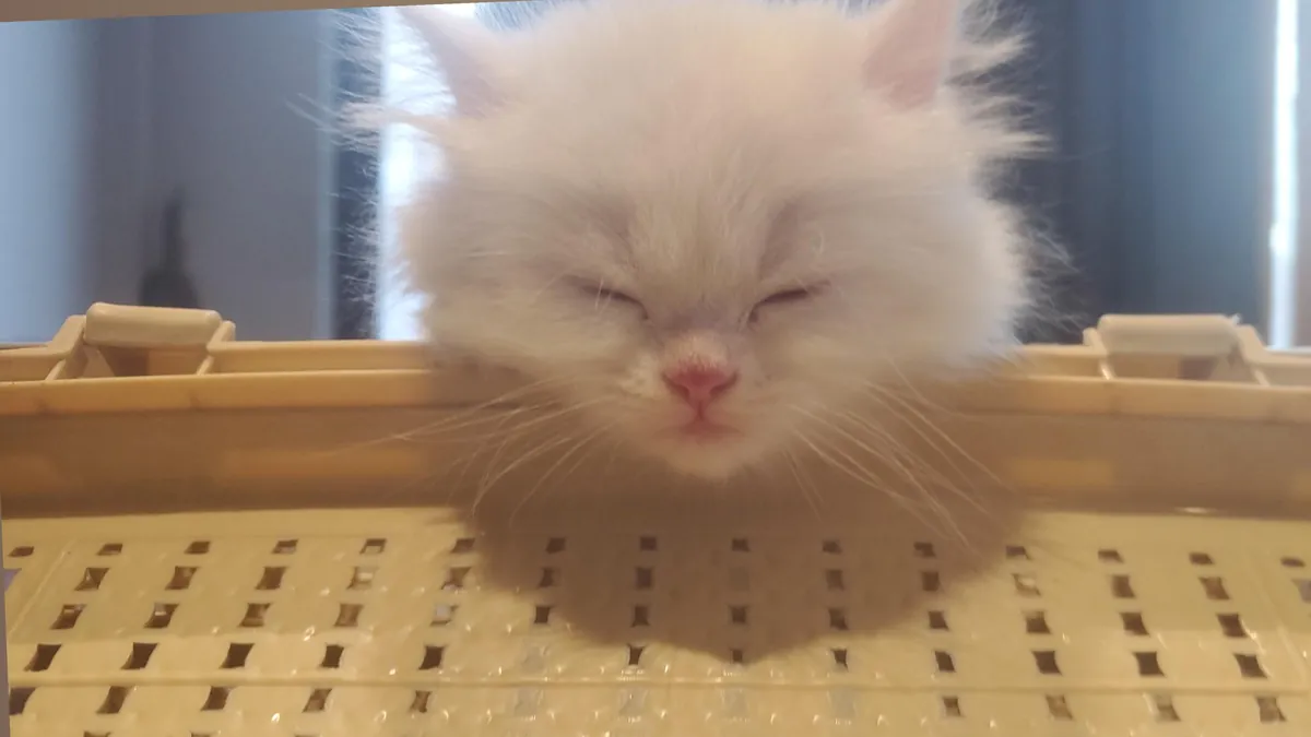 Why do kittens sleep so much? Is it normal?