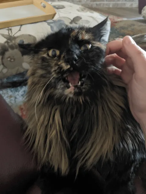 My 16 year old girl isn't doing too great. I'm getting ready to say goodbye, and thought some people might enjoy some pics of her