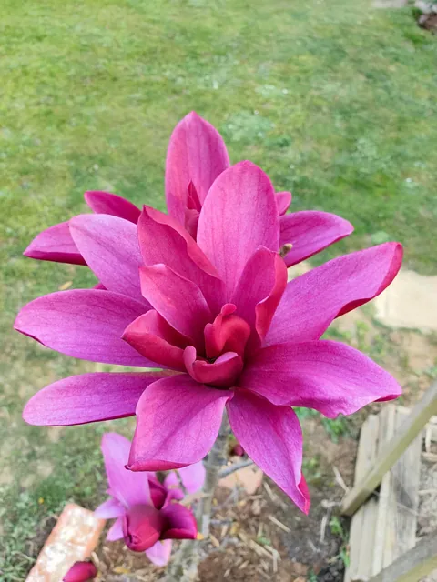 Magnolias in my Serbian garden
