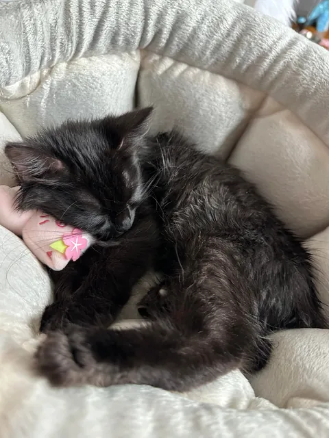 Happy 1st Birthday Lucky!