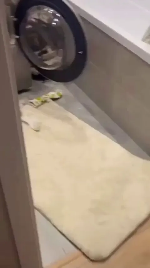 Cat in the laundry machine