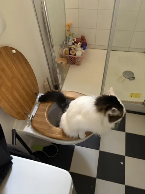 my cat pees and poos in the toilet
