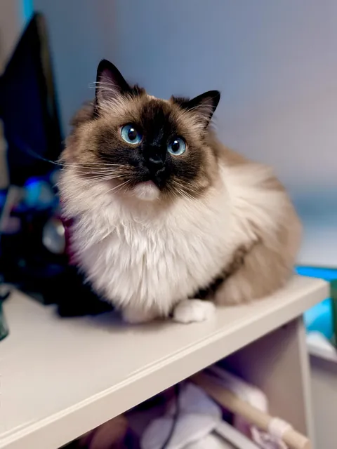 Supermodel without trying