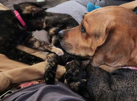 Kittens found on highway in a box, we adopted them both.