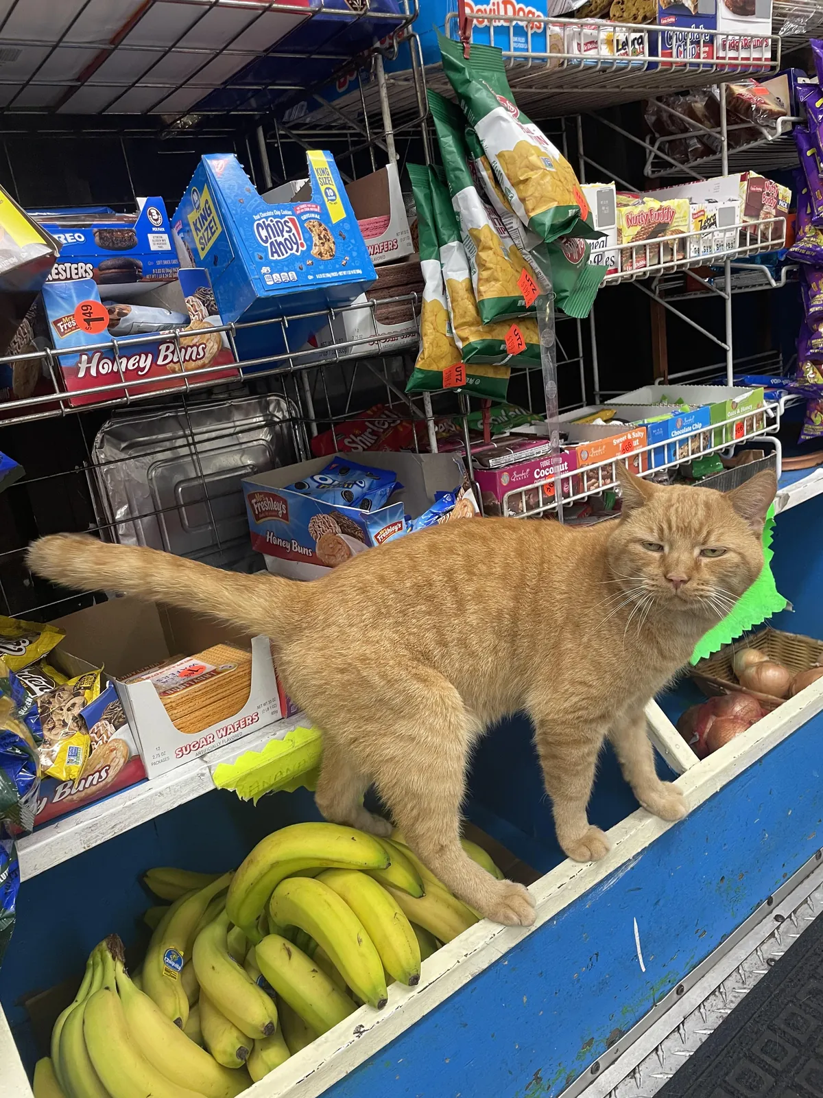Bodega banana protector