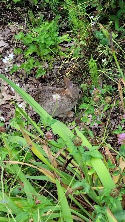 My little garden buddy was eating horsetail, grass, dandelions, and clover, and ignored the flowers.  She also lets me stay as close as 4 feet away.