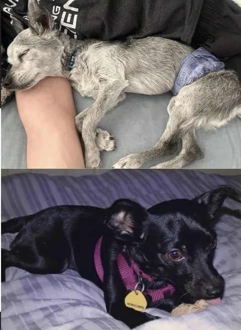 Mojo is 19.75 yrs old today. Happy birthday Moj. 