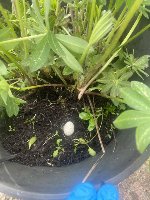 Found a tiny egg in a plant pot in my 🪴