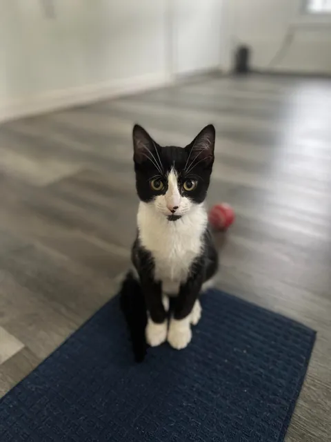 Pluto: 1 month to 1 year