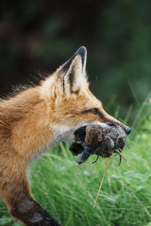 A fox with mouthful of rodents to feed a den of hungry mouths
