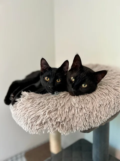 Got a kitten for my cat
