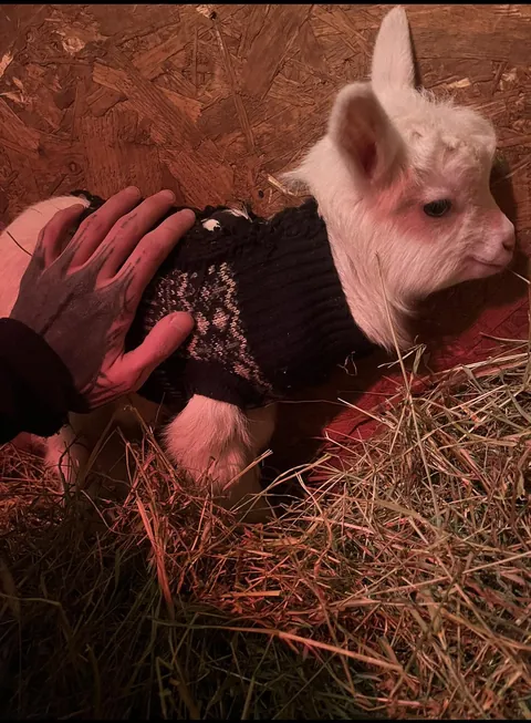 [OC] rare Swedish goat, only 200 exists today.