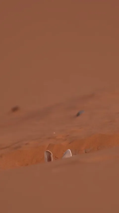 🔥 Smaller than a chihuahua, the fennec fox is the smallest of the true foxes. Native to the deserts of North Africa