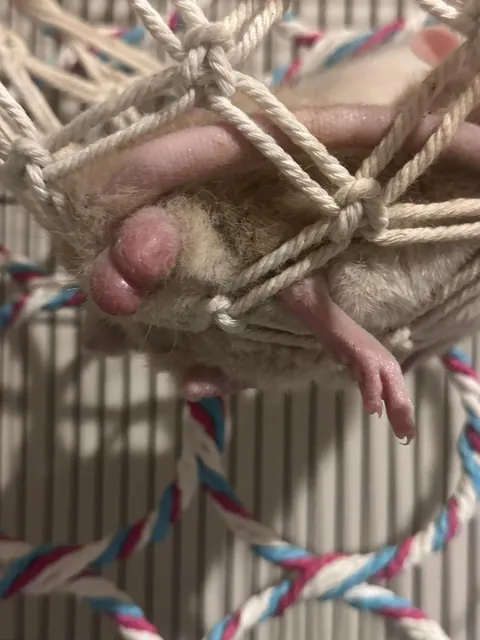 Can’t stop taking photos of his balls