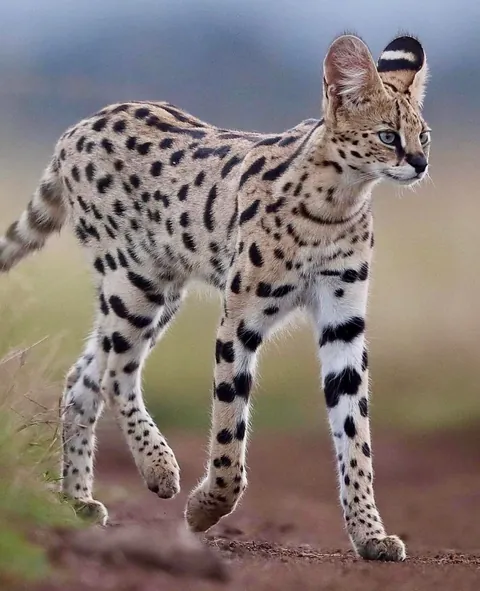 🔥Leg Goals: Servals Are the Supermodels of the Animal Kingdom