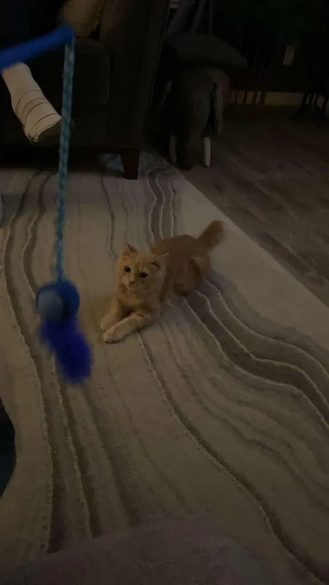 I would love if anyone could ask questions about my sweet peanut🕊️