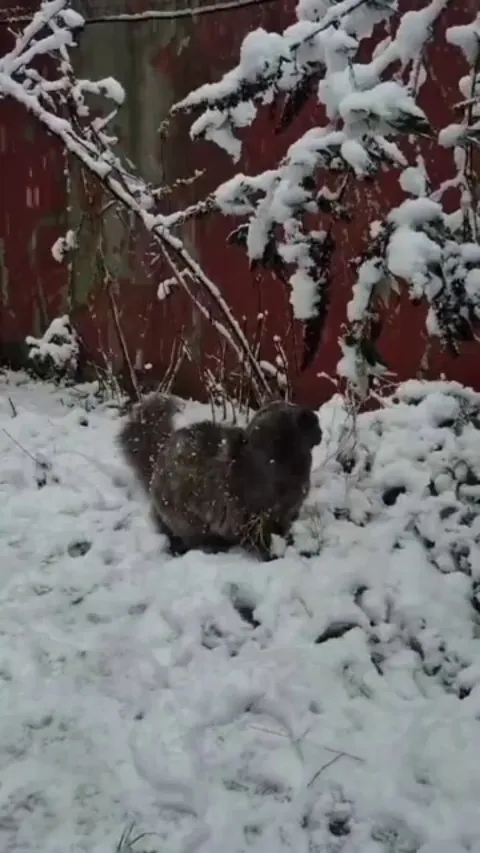 I hope seeing Mirin going bonkers over her first days of snow will make your day a bit better :)