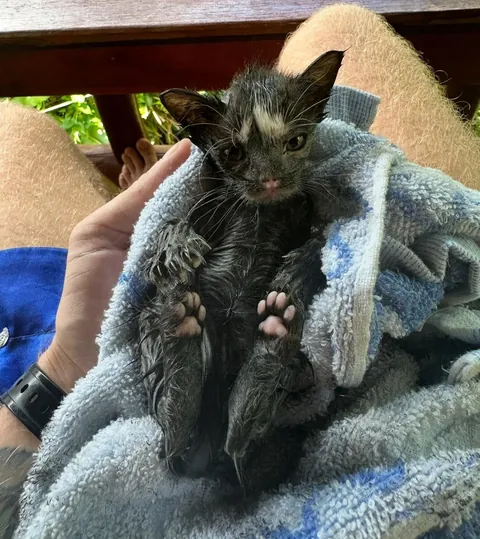 Found him in covered in engine oil 2 years ago, his name is Castrol.