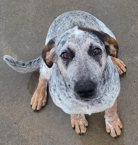 Smol pupper from the animal shelter