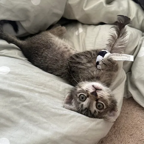 Just got a new kitten ❤️❤️ took 3 seconds to get my heart ❤️❤️