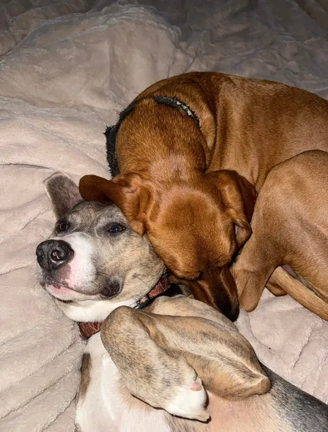 We want to adopt another so bad but don’t want to mess with the dynamic 🥲