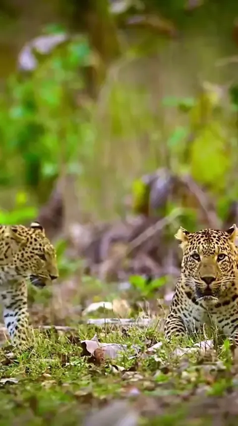 🔥 Leopard Love - Heera &amp; Diana at Rajaji National Park, India