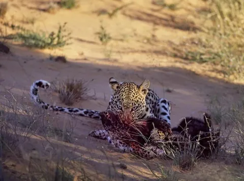 Compilation of leopards with their honey badger kills