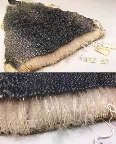 The thickness of a penguin's coat of feathers.