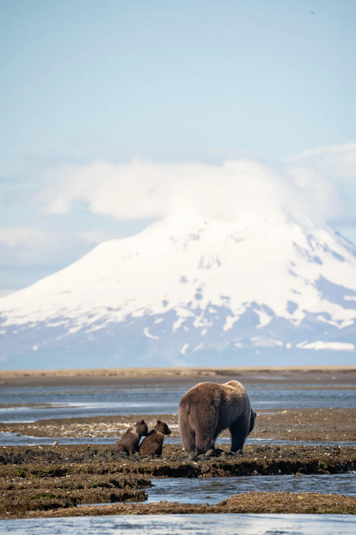 Bears and views in Alaska, June 2025