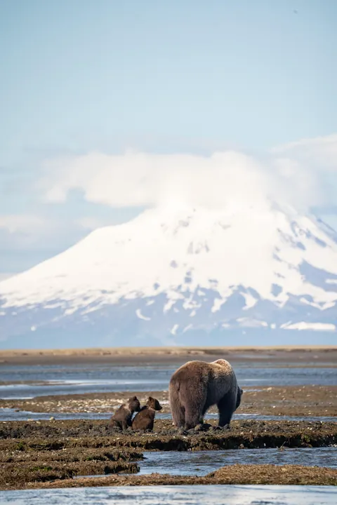 Bears and views in Alaska, June 2025