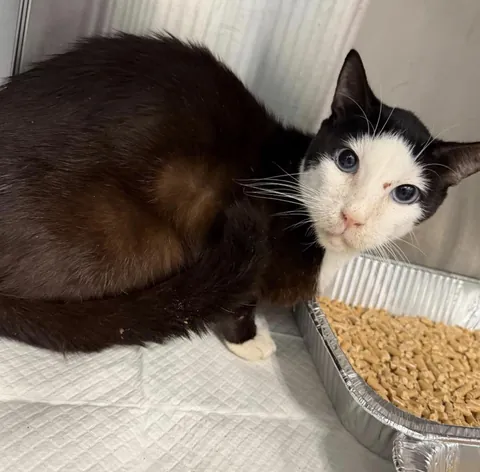 Look at this cat at my local shelter 😭