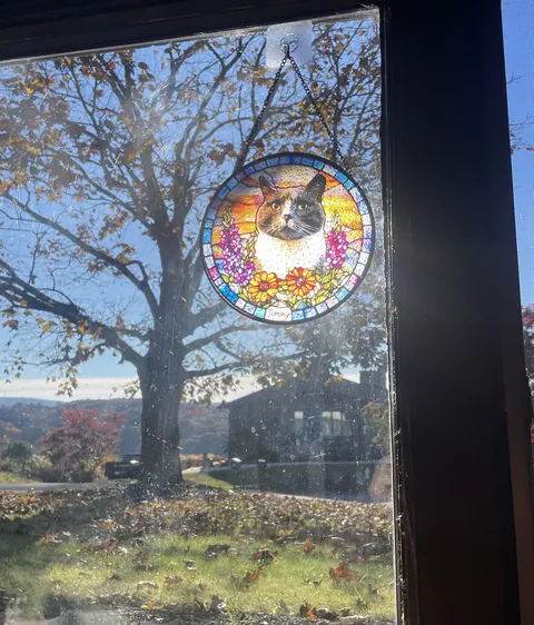 Rest in peace Tommy. You weren’t the best cat,  but you were good enough for us. You were a grump, but you were our grump.