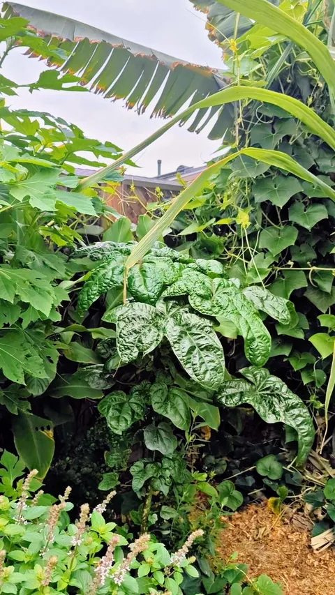 Grew Tongan spinach for the first time this year. I'm now convinced it's one of the best veggies to grow in a warm climate.