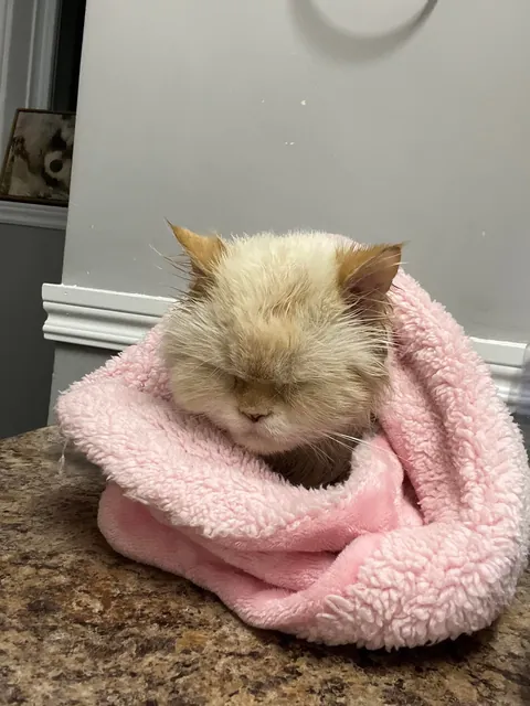 The cat distribution system finally arrived to me…